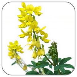 Melilotus