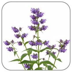 Melissa-Flower