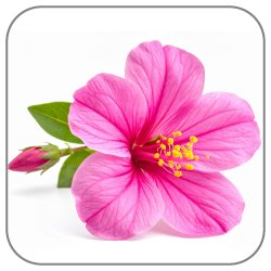 Mirabilis