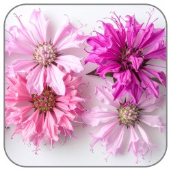 Monarda