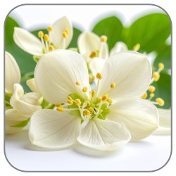 Moringa-Blossom
