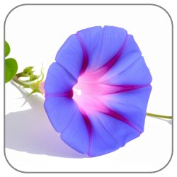 Morning-Glory