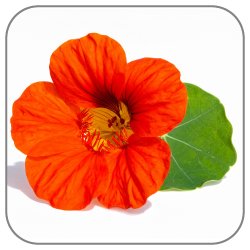 Nasturtium