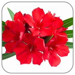 Nerium-Oleander