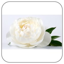 Peony-Notes-Icon