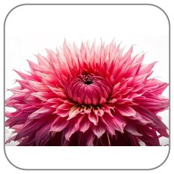 Fringed Pink