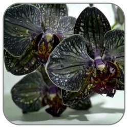 Orchid-Black
