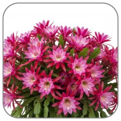 Orchid-Cactus