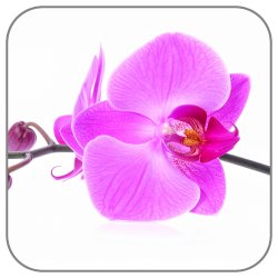 Orchid-Pink-Leopard
