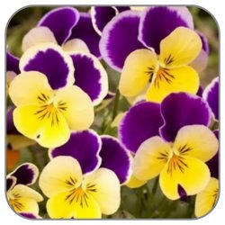 Pansy