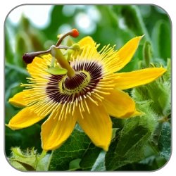 Passion-Flower
