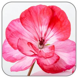 Pelargonium-Notes