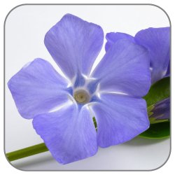 Periwinkle