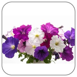 Petunia