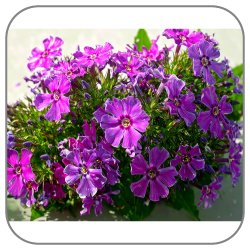 Phlox