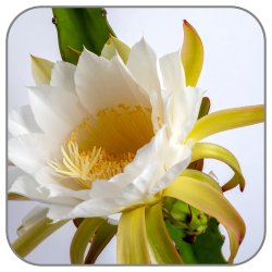 Pitahaya Flower