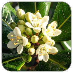 Pittosporum