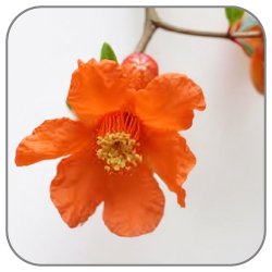 Pomegranate Blossom
