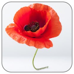 Poppy