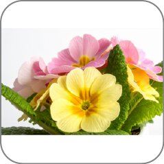 Primrose