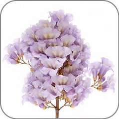 Princess Tree (Paulownia)