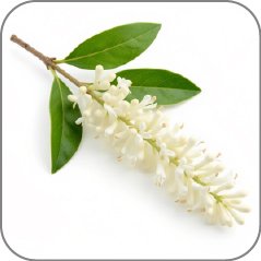 Privet-Notes Icon