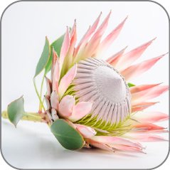 Protea-Notes Icon