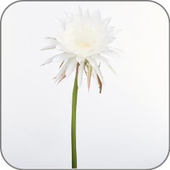 Queen of the Night Flower-Notes Icon