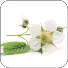 Raspberry Blossom-Notes Icon