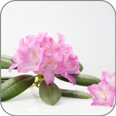 Rhododendron-Notes Icon
