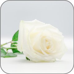 Rosa Alba-Notes Icon