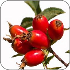 Rose Hip-Notes Icon