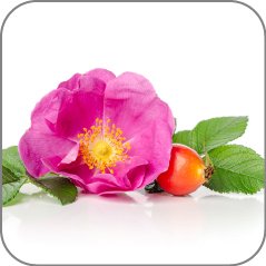 Rose Japanese (Hamanasu)-Notes Icon
