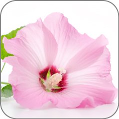 Rose Mallow-Notes Icon