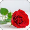 Rose-Notes Icon