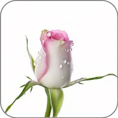 Rosebud-Notes Icon