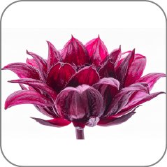 Roselle-Notes Icon