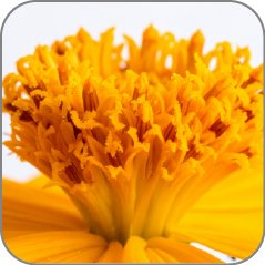 Safflower-Notes Icon