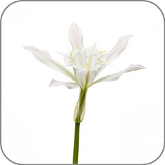 Sand Lily-Notes Icon
