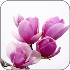 Saucer Magnolia-Notes Icon