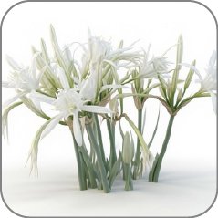 Sea Daffodil-Notes Icon