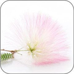 Silk Tree Blossom-Notes Icon