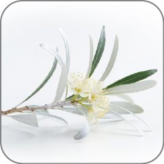 Silverthorn Flower-Notes Icon