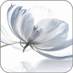 Skeleton Flower