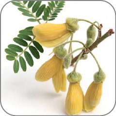 Sophora Toromiro Flower-Notes Icon