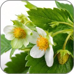 Strawberry Flower