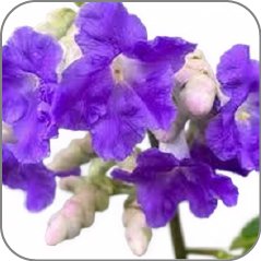 Strobilanthes Callosa
