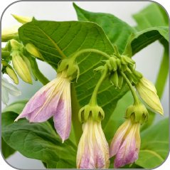 Tobacco Blossom