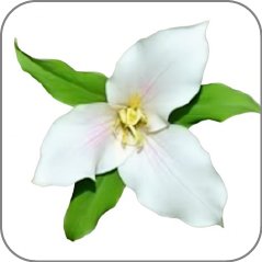 Trillium