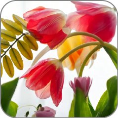 Tulip